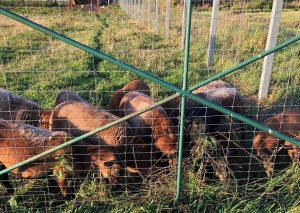 Zaunbau für Schafe in Mecklenburg Vorpommern.
